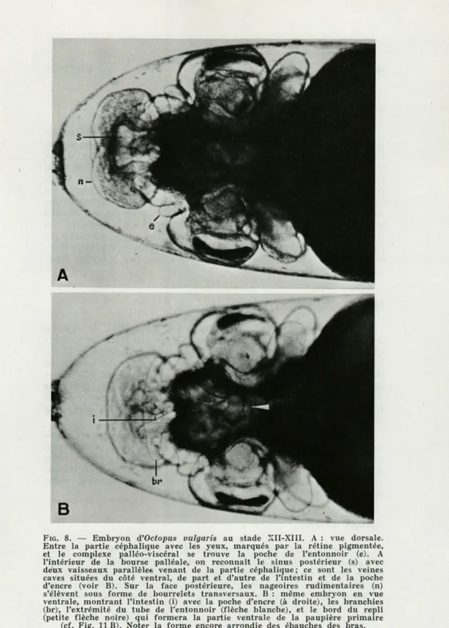 FIG.   8.  —  Embryon  d'Octopus  vulgaris  au  stade  XII-XIII.  A  :  vue  dorsale. 