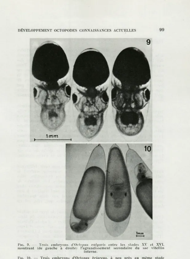 FIG.  10.   —  Trois  embryons  d'Octopus  briareus,  à  peu  près  au  même  stade  de  développement  que  les  embryons  de  la  figure   9