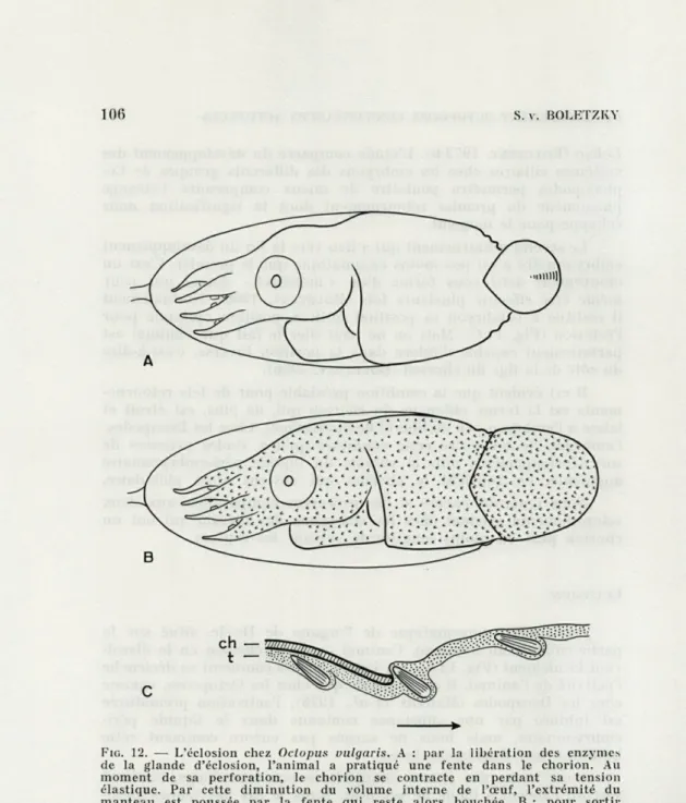 FIG.   12.  —  L'éciosion  chez  Octopus  vulgaris.   A   :  par  la  libération  des  enzymes  de  la  glande  d'éclosion,  l'animai  a  pratiqué  une  fente  dans  le  chorion