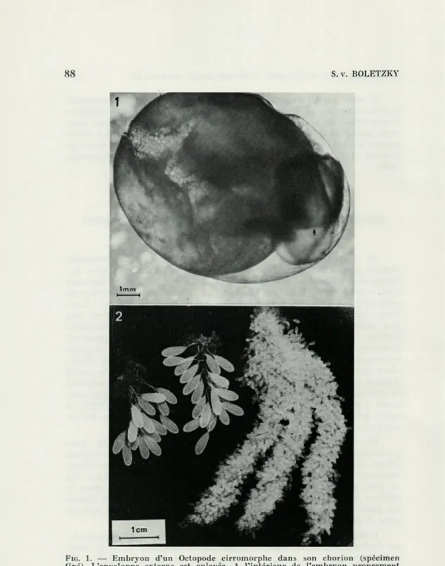 FIG.   1.  —  Embryon  d'un  Octopode  cirromorphe  dans  son  ehorion  (spécimen  fixé)