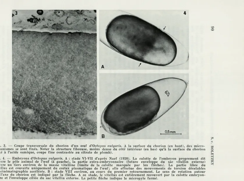 FIG.   3.  —  Coupe  transversale  du  chorion  d'un  œuf  d'Octopus  vulgaris.  A  la  surface  du  chorion  (en  haut),  des  micro-  m  organismes  se  sont  fixés