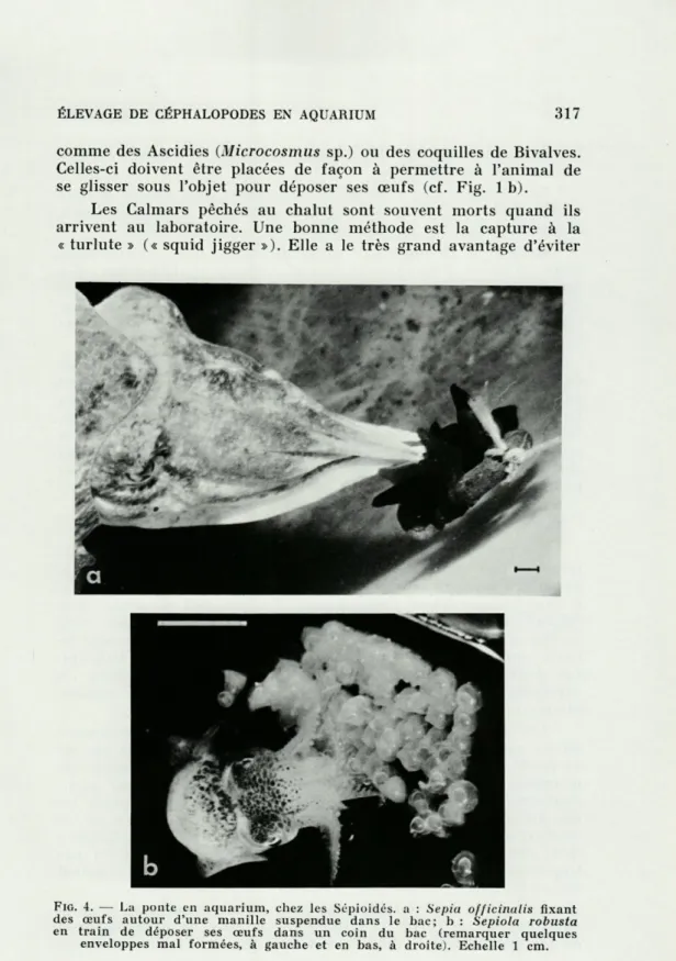 FIG.   4.  —  La  ponte  en  aquarium,  chez  les  Sépioidés.  a  :  Sepia  officinalis  fixant  des  œufs  autour  d'une  manille  suspendue  dans  le  bac;  1»  :  Sepiola  robusta  en  train  de  déposer  ses  œufs  dans  un  coin  du  bac  (remarquer  