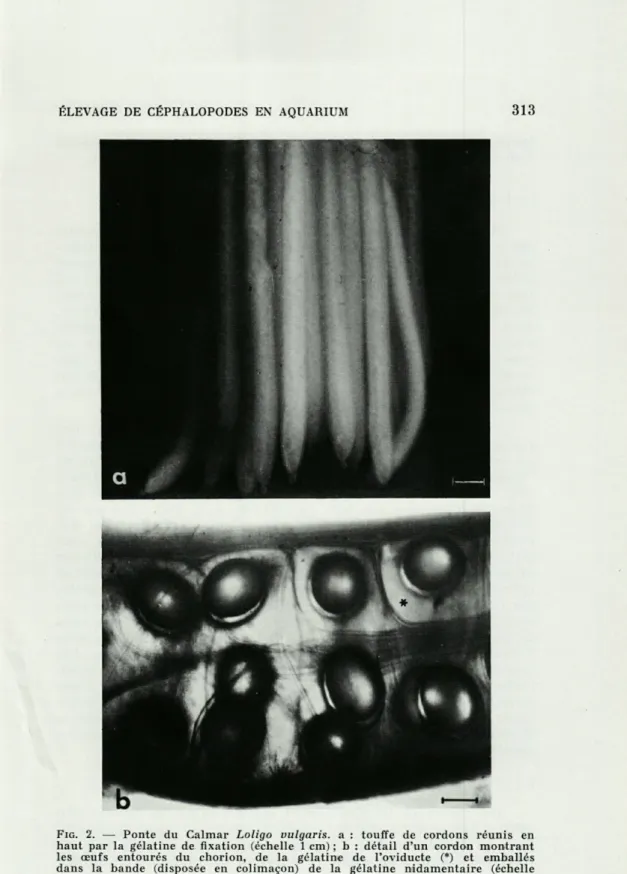 FIG.   2.  —  Ponte  du  Calmar  Loligo  vulgaris.  a  :  touffe  de  cordons  réunis  en  haut  par  la  gélatine  de  fixation  (échelle   1   cm)  ;  b  :  détail  d'un  cordon  montrant  les  œufs  entourés  du  chorion,  de  la  gélatine  de  l'oviduc