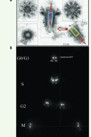 Figure 2. L’asymétrie constitutive du centrosome. A. Ultras- Ultras-tructure d’un centrosome isolé de la lignée lymphoblastique  humaine KE37, montrant une polarité constitutive (flèches  rouges), qui est également liée à la différence de génération  entre