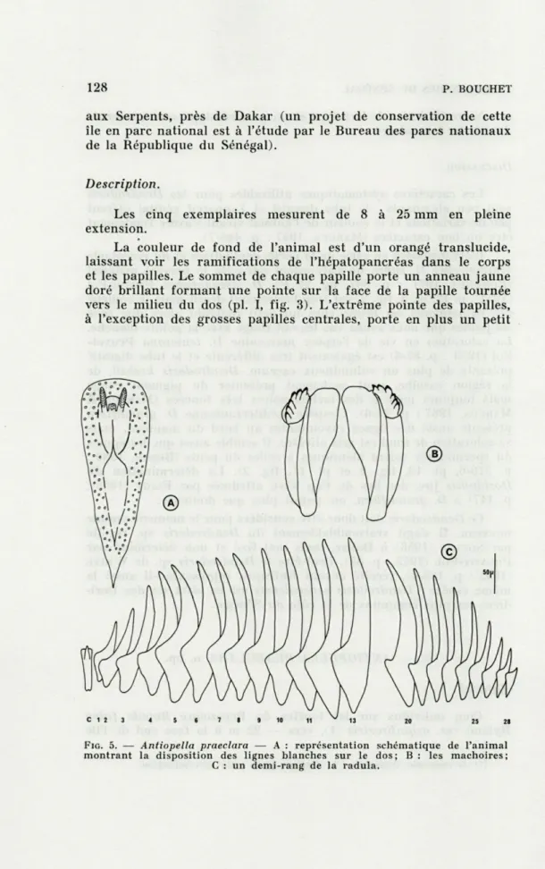 FIG.  5.   —  Antiopella  praeclara   —  A   :  représentation  schématique  de  l'animal  montrant  la  disposition  des  lignes  blanches  sur  le  dos;  B  :  les  mâchoires; 