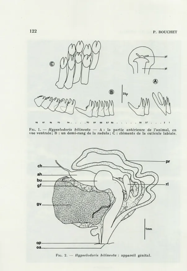 FIG.   1.   —  Hypselodoris  bilineata  —  A  :  la  partie  antérieure  de  l'animal,  en  vue  ventrale;  B  :  un  demi-rang  de  la  radula  ;  C  :  éléments  de  la  cuticule  labiale