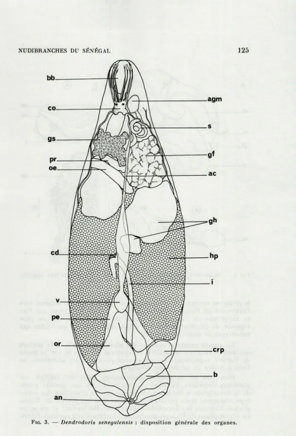 FIG.   3.  —  Dendrodoris  seneyalensis  :  disposition  générale  des  organes. 