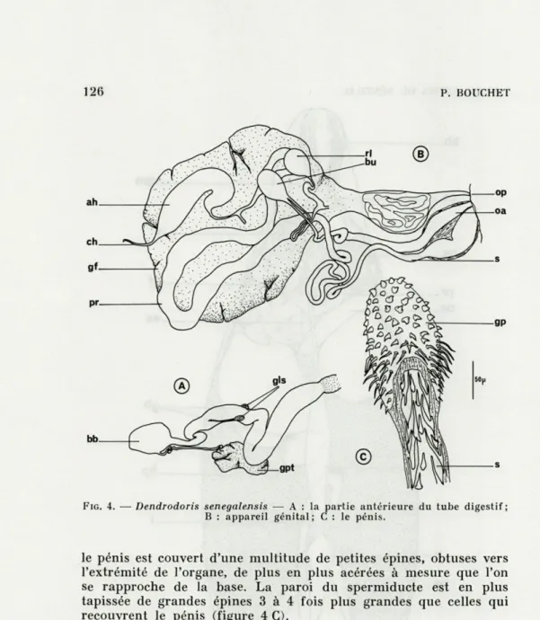 FIG.  4.   —  Dendrodoris  senegaiensis  —  A  :  la  partie  antérieure  du  tube  digestif  ;  B  :  appareil  génital;  C  :  le  pénis