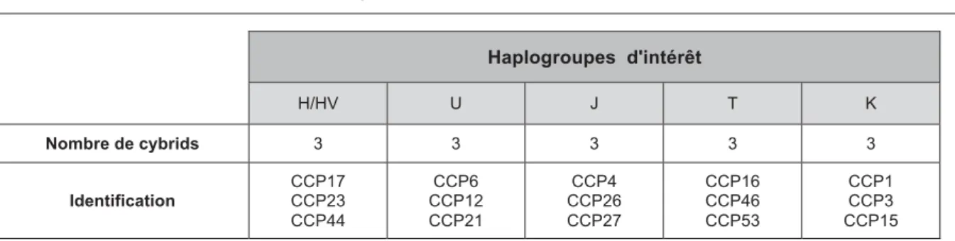 Tableau 5 : Haplogroupes  d'intérêt  H/HV  U  J  T  K  Nombre de cybrids  3 3 3 3 3  Identification  CCP17 CCP23  CCP44  CCP6  CCP12 CCP21  CCP4  CCP26 CCP27  CCP16 CCP46 CCP53  CCP1 CCP3  CCP15 