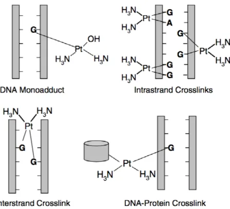 Figure 7. Different types of DNA-protein and DNA-DNA adducts. Platinating agents  react with DNA to form monoadducts, intrastrand crosslinks (d(GpG),  1,2-d(ApG), 1,3- d(GpXpGp)), interstrand crosslinks (G-G), and DNA-protein crosslinks    (extracted from 