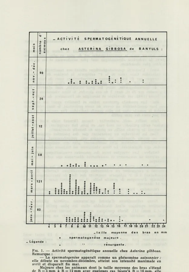 FIG .  1.  —  Activité  spermatogénétique  annuelle  chez  Asterina  gibbosa. 