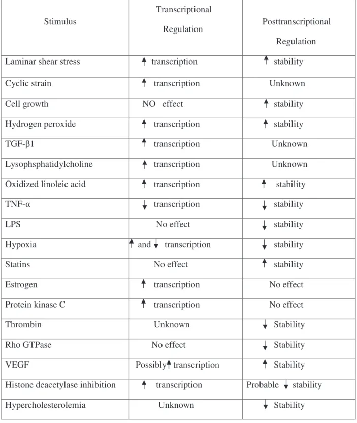 Table  3.   Physiological  and  pathophysiological stimuli  shown  to regulate  eNOS  expression  and  their mode of regulation: (increased :   , decreased:   ) (Searles 2006)