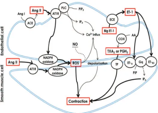 Figure 8.  Pathways of endothelial derived contraction. 