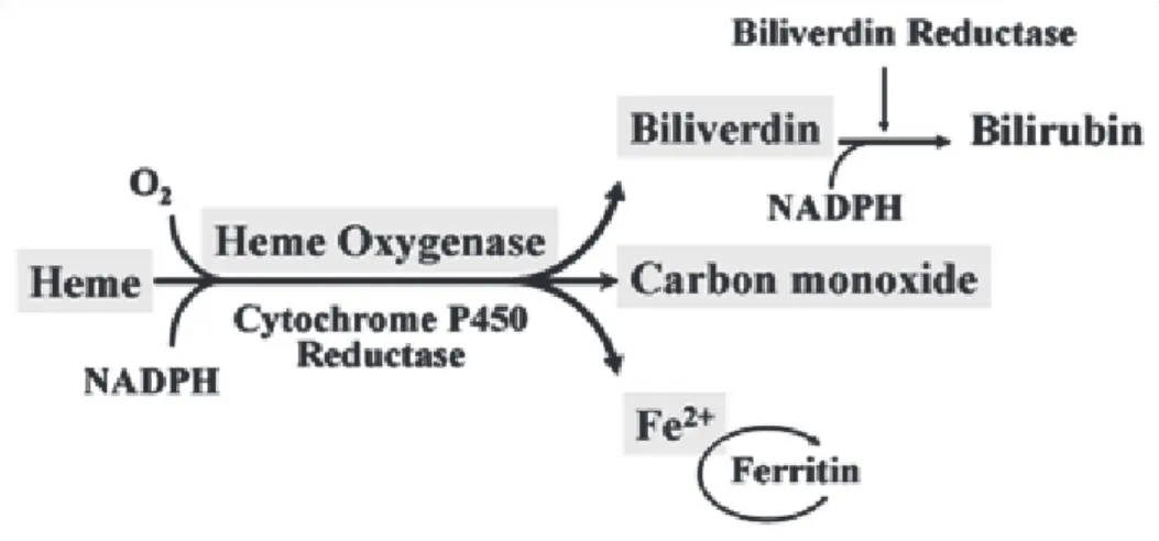 Figure 11. Production of CO by the enzymatic activity of Heme-oxygenase. Araujo et al, 2012)