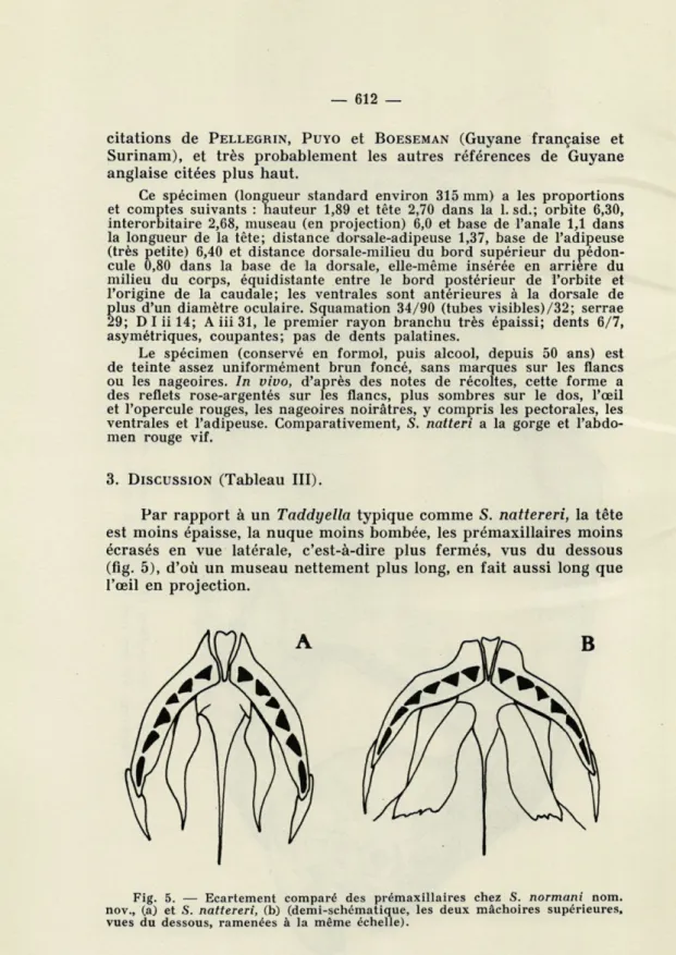 Fig.  5.  —  Ecartement  comparé  des  prémaxillaires  chez  S.  normani  nom. 