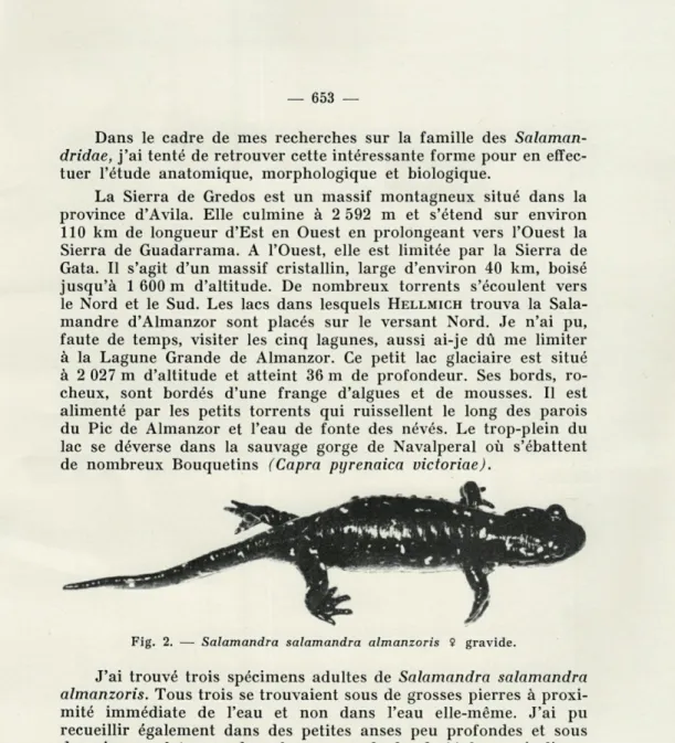 Fig.  2.  —  Salamandra  salamandra  almanzoris  î  gravide. 