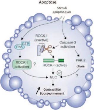 Figure 4 : Remaniements du cytosquelette au cours de l’apoptose  (d'après Leverrier Y and Ridley AJ, 2001) 