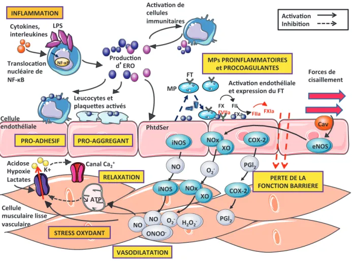 Figure 11 : Dysfonction vasculaire au cours du choc septique 