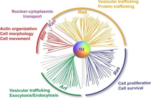 Figure  I-12:  RAS  activation  and  inactivation.  The  switch  between  the  inactive  form  (GDP  linked) to the active form (GTP linked) is promoted by GEFs  and the switch to the inactive form by  GAPs.
