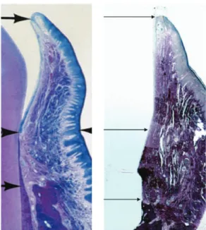 Fig. 1 Coupes histologiques vestibulo-linguales de gencive (à gauche) et de muqueuse péri-implantaire (à droite) chez le chien  après 2 mois de cicatrisation
