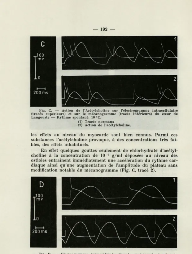 FIG.  C.   —   Action  de  l'Acétylcholine  sur  l'électrogramme  intracellulaire  (tracés  supérieurs)  et  sur  le  mécanogramme  (tracés  inférieurs)  du  cœur  de  Langouste  —  Rythme  spontané