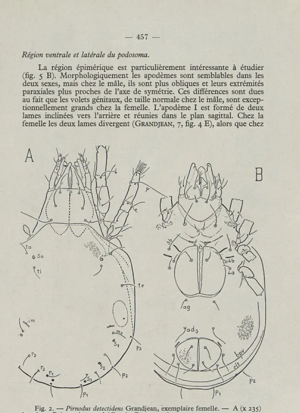 Fig.   2.   —   Pirnodus  detectidens  Grandjean,  exemplaire  femelle.  —  A  (x   235) 