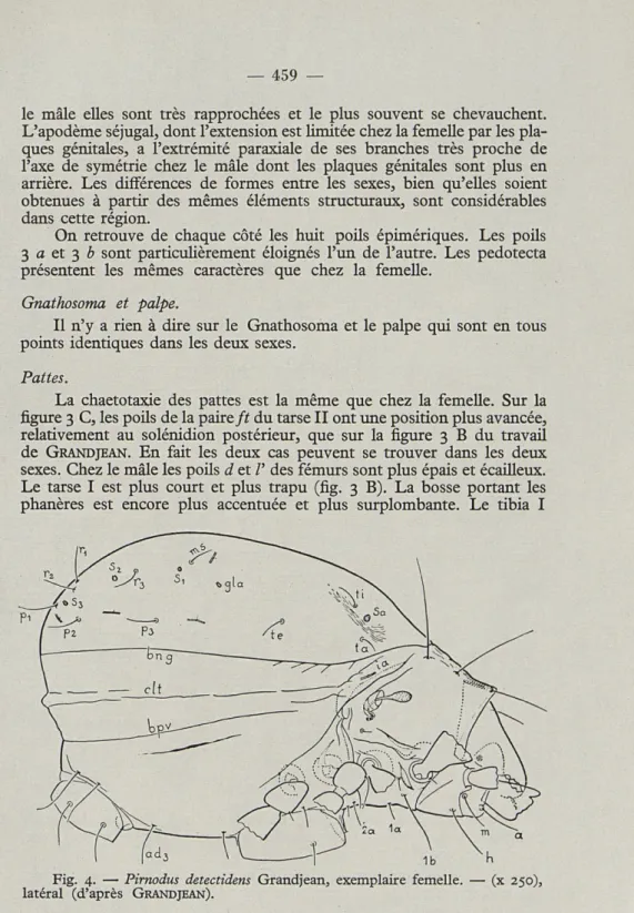Fig.  4.  —  Pirnodus  detectidens  Grandjean,  exemplaire  femelle.  —  (x   250), 