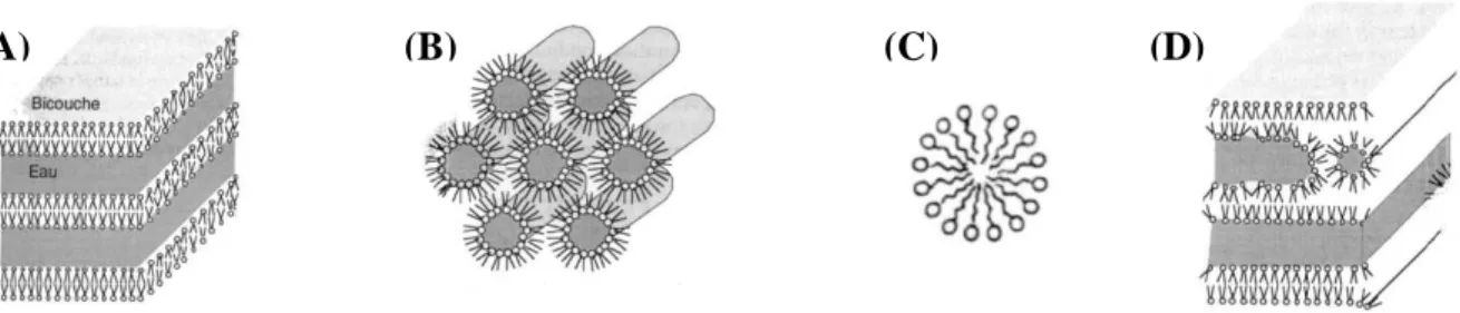 Figure 3 : Schématisation des diverses phases adoptées par lipides en suspension dans l’eau