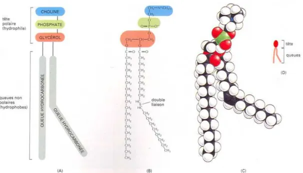 Figure  11 :  Exemple  de  phospholipide :  la  phosphatidylcholine.  (A)  schématisation  des  différentes  parties composant le phospholipide, (B) formule chimique, (C) modèle compact et (D) représentation  symbolique d’un phospholipide