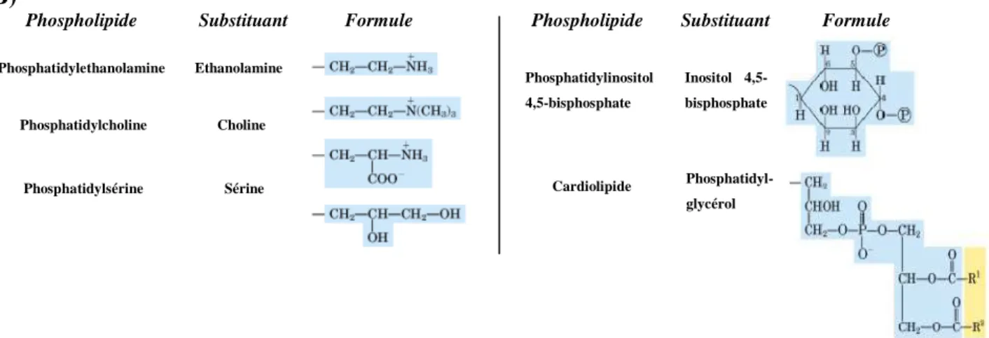Figure  12 :  Formules  chimiques  des  principaux  phospholipides.  (A)  partie  hydrophobe  d’un  phospholipide