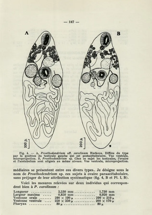 Fig.  4.  —  A,  Prosthodendrium  aff.  carolinum  Hurkova.  Diffère  du  type  par  la  position  du  testicule  gauche  qui  est  postacétabulaire
