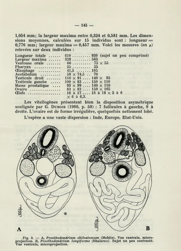 Fig.  3.  —  A,  Prosthodendrium  chilostomum  (Mehlis).  Vue  ventrale,  micro- micro-projection