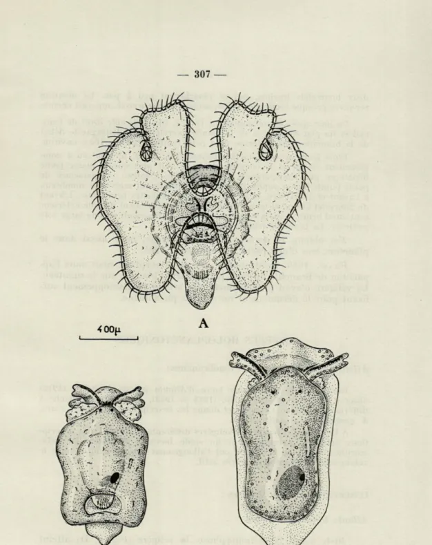 FIG.   2.   —  A,   véligère  de  Pleurobranchea  meckeli  (stade  précédant  la  métamor- métamor-phose;   B,   même  animal  un  jour  après  la  métamorphose;  C,  même  animal  trois  jours  après  la  métamorphose