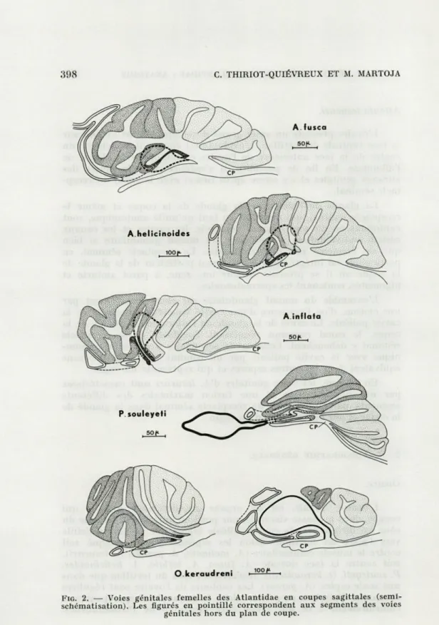 FIG.   2.  —  Voies  génitales  femelles  des  Atlantidae  en  coupes  sagittales  (semi- (semi-schématisation)