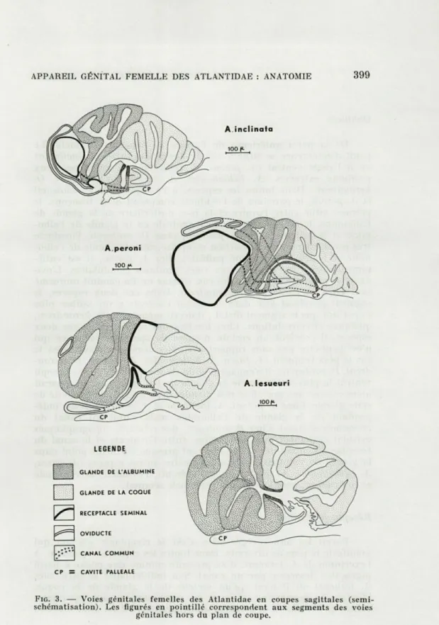 FIG.   3.  —  Voies  génitales  femelles  des  Atlantidae  en  coupes  sagittales  (semi- (semi-schématisation)