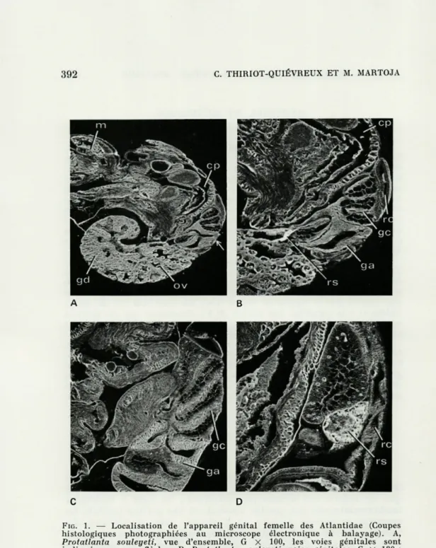 FIG.   1.  —  Localisation  de  l'appareil  génital  femelle  des  Atlantidae  (Coupes  histologiques  photographiées  au  microscope  électronique  à  balayage)
