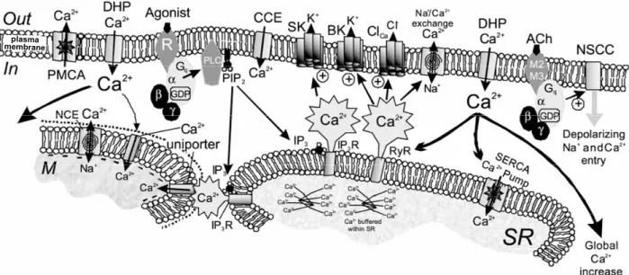 Figure 7 : Mécanismes de contrôle des concentrations de Ca 2+  intracellulaire dans les  CMLs