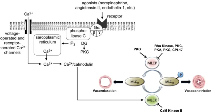 Figure 8 : Régulation de la concentration en calcium intracellulaire et de la contraction  des CMLs