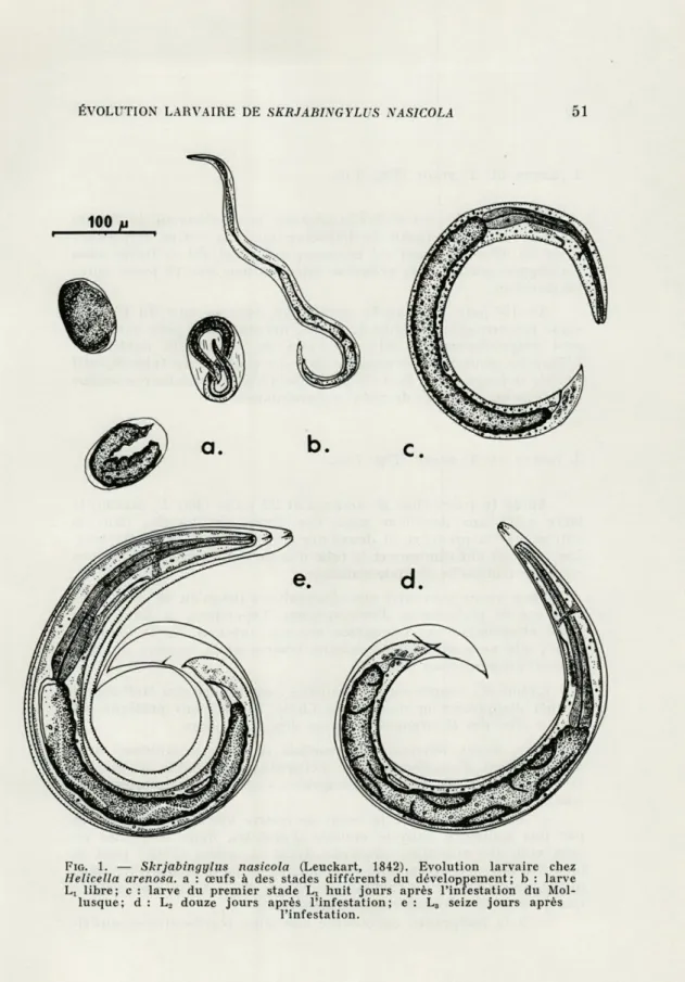 FIG.  1.  —   Skrjabingylus  nasicola  (Leuckart, 1842).   Evolution  larvaire  chez  Helicella  arenosa