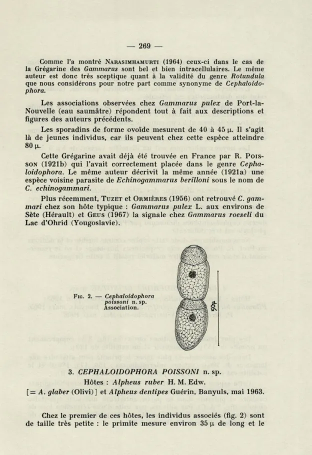 FIG.   2.  —  Cephaloidophora  poissoni  n.  sp. 