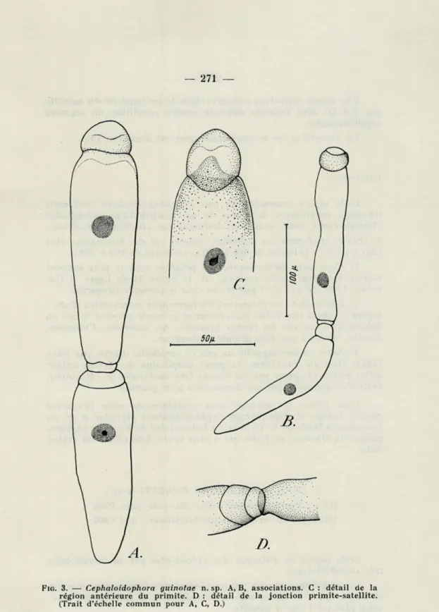 FIG.   3.   —   Cephaloidophora  guinotae  n.  sp.   A,  B,   associations. C   :  détail  de  la  région  antérieure  du  primite