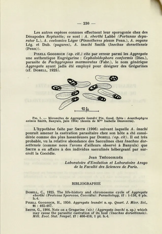 FIG.  1.   —  Mérozoïtes  de  Aggregata  leandri  Pix.  Good.  (hôte  :  Acanthephyra  eximia  Smith,  Banyuls,  juin   1964)   (dessin  de  M&#34; e   Isabelle   DESPORTES)