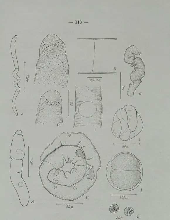 Fig.  7. —  Porospora grassei n.  sp.;  A,  B,  associations;  C,  D,  protomé- protomé-rites  de  deux  primites;  E,  détail  de  la  jonction  du  primite  (à  droite)  et  du  satellite  (à  gauche);  F,  région  du  noyau;  G,  détail  de  la  partie 