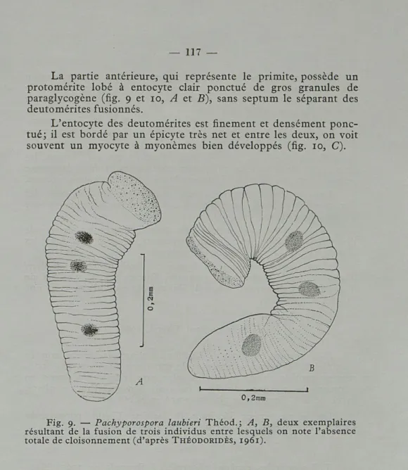Fig.   9.   —  Pachyporospora  laubieri  Théod.;  A,  B,  deux  exemplaires  résultant  de  la  fusion  de  trois  individus  entre  lesquels  on  note  l'absence  totale  de cloisonnement (d'après   THÉODORIDÈS,  1961)