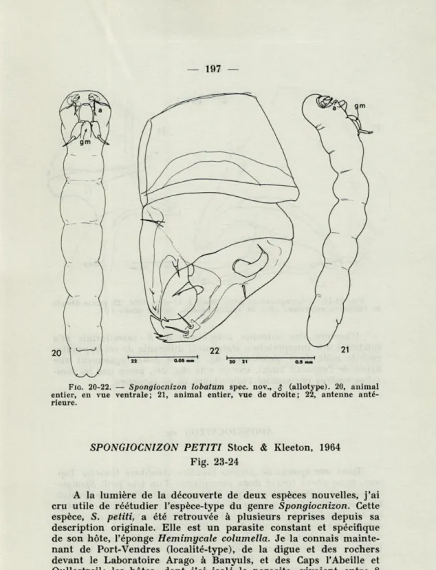 FIG.   20-22.   —   Spongiocnizon  lobatum  spec.  nov.,  $  (allotype).  20,  animal  entier,  en  vue  ventrale;  21,  animal  entier,  vue  de  droite;  22,  antenne   anté-rieure