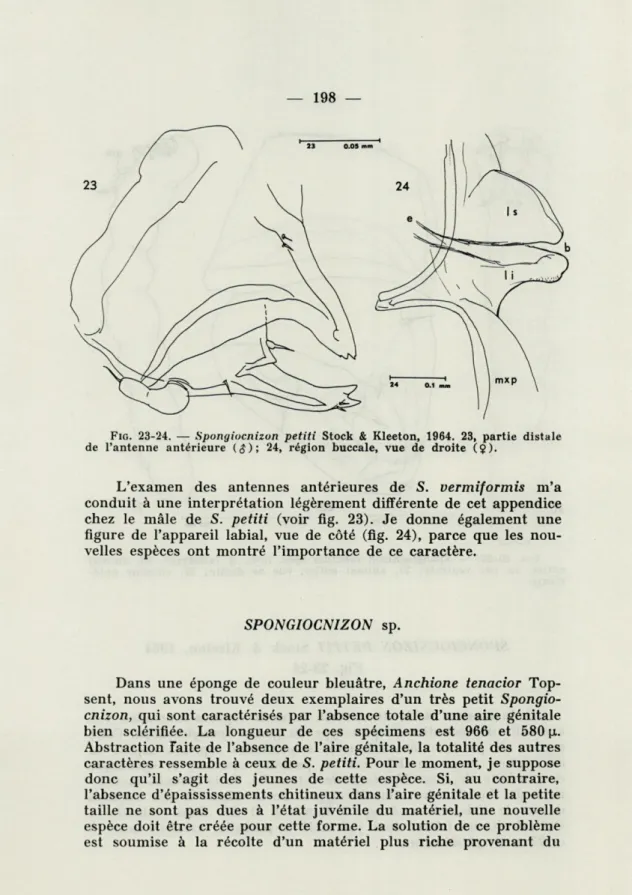 FIG .  23-24.  —  Spongiocnizon  petiti  Stock  &amp;  Kleeton,   1964.  23,   partie  distale  de  l'antenne  antérieure  (S);   24,   région  buccale,  vue  de  droite  (§)