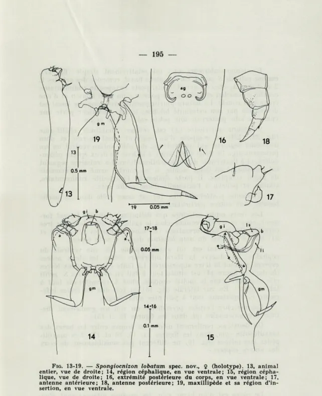 FIG.  13-19.  —   Spongiocnizon  lobatum   spec.  nov.,   9   (holotype).   13,   animal  entier,  vue  de  droite;   14,   région  céphalique,  en  vue  ventrale;   15,   région   cépha-lique,  vue  de  droite;   16,   extrémité  postérieure  du  corps,  