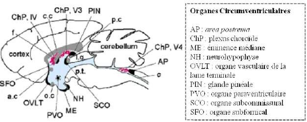 Figure 12 : distribution des principaux organes circumventriculaires et des plexus choroïdes  dans  l’encéphale  