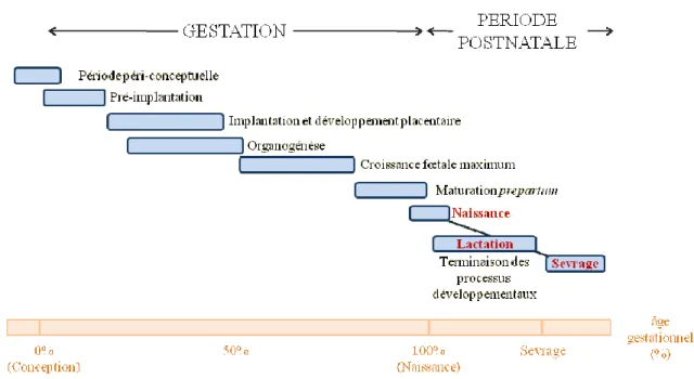 Figure 13 : périodes critiques du développement  périodes critiques du développement  [Source : d’après (Fowden et al., 2005)] 