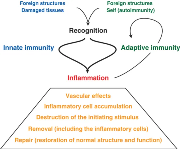 Figure 3 : Résumé des étapes du processus d’inflammation (Henson, 2005). 